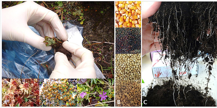 3-part figure about taking samples of material from extreme locations (A) microorganisms from mosses, lichens and Alpine primroses are attached to the seeds (B). Bacteria which protect the plant against pests and environmental stress are isolated from the roots of the treated maize, rapeseed, sorghum and sugar beet.