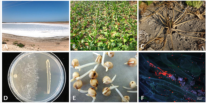 Six-part figure: Stress factors salinized soils (A) and drought symptoms in the case of sugar beet (B + C). D) Antagonistic activity by a bacterium (right) against the pathogen Rhizoctonia solani (left). E) Germination of sorghum seeds, and (F) Colonisation of sugar beet root with Pseudomonas (red) and Serratia (blue).
