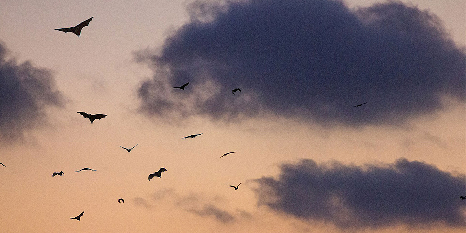 Himmel bei Sonnenuntergang mit einem Schwarm Fledermäusen