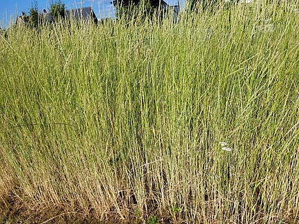 A field with wheat plants