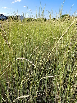 Ein Feld mit Weizenpflanzen.